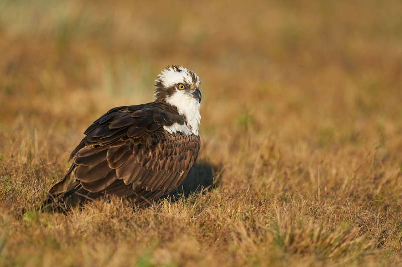 Osprey-in-grass-_A9B8204-Indian-Lake-Estates-FL-1