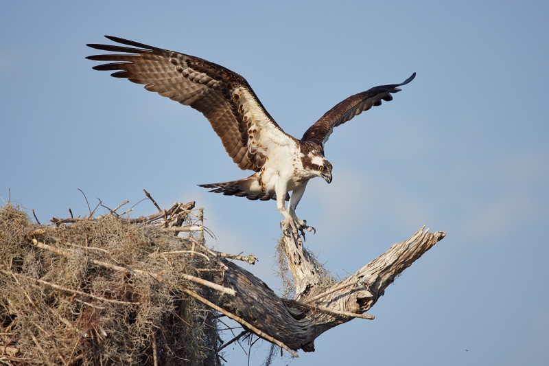 Osprey-just-landed-_91A3055-Lake-Blue-Cypress-FL