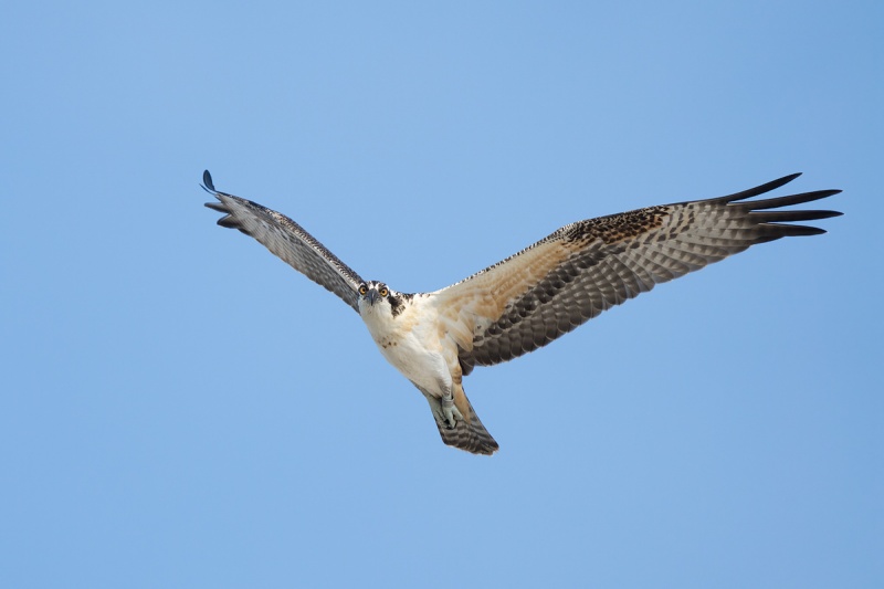 Osprey-juvie-in-flight-looking-down-_A1B7390-Nickerson-Beach-Lido-Beach-NY