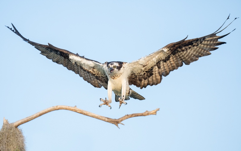 Osprey-landing-low-light-_A1B9781-Lake-Blue-Cypress-FL-