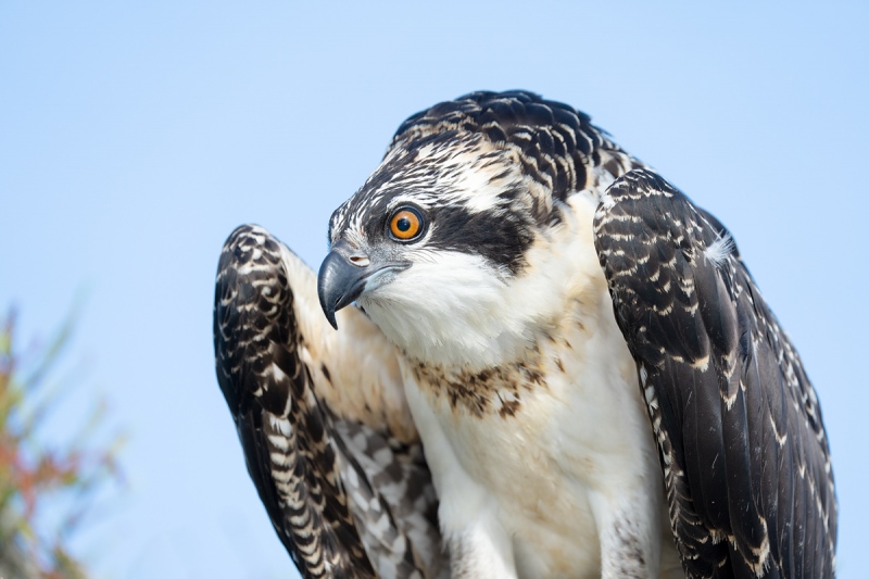 Osprey-large-chick-in-nest-female-_A1B4168-Lake-Blue-Cypress-FL-