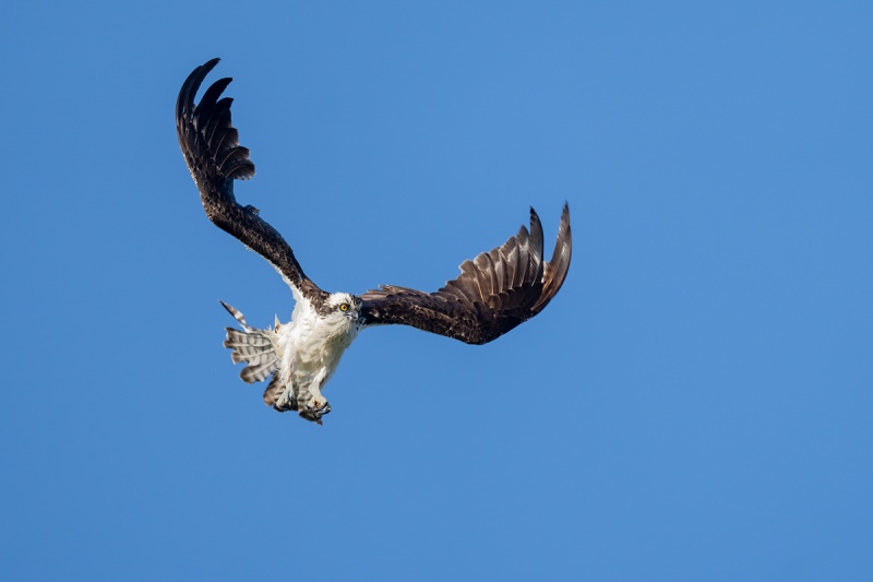 Osprey-ruffling-after-bath-_A1A2986ILE-2021