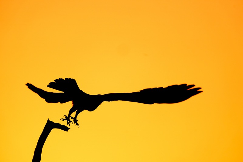 Osprey-taking-flight-at-sunset-_A9B7334-Indian-Lake-Estates-FL-1