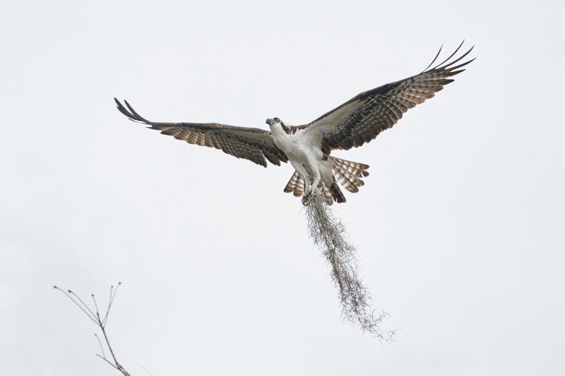 Osprey-with-Spanish-moss-_A929137-Lake-Blue-Cypress-FL