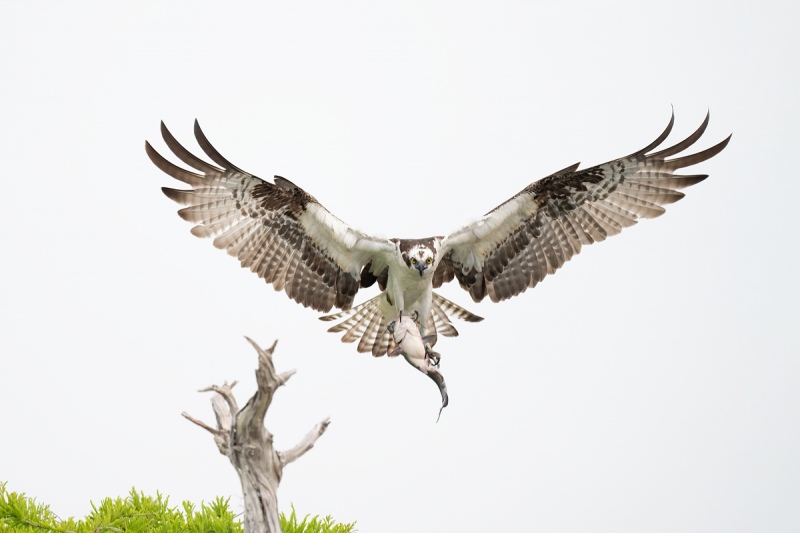 Osprey-with-catfish-near-perch-_A1A7507-Lake-Blue-Cypress-FL-