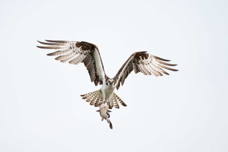 Osprey-with-catifsh-_A1A7647-Lake-Blue-Cypress-FL-