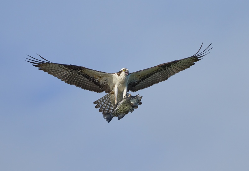 Osprey-with-crappie-_DSC1376-Lake-Blue-Cypress-FL-1