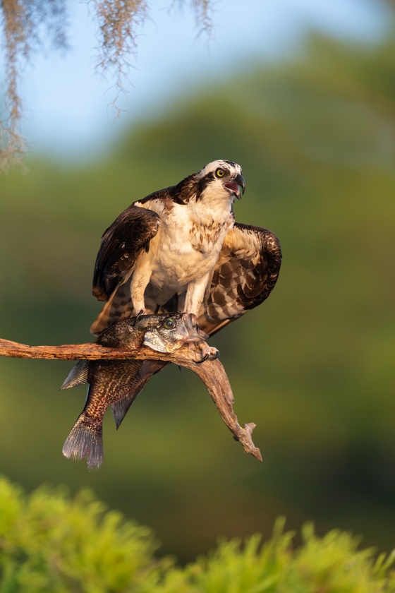 Osprey-with-fish-_A1B9587-Lake-Blue-Cypress-FL-