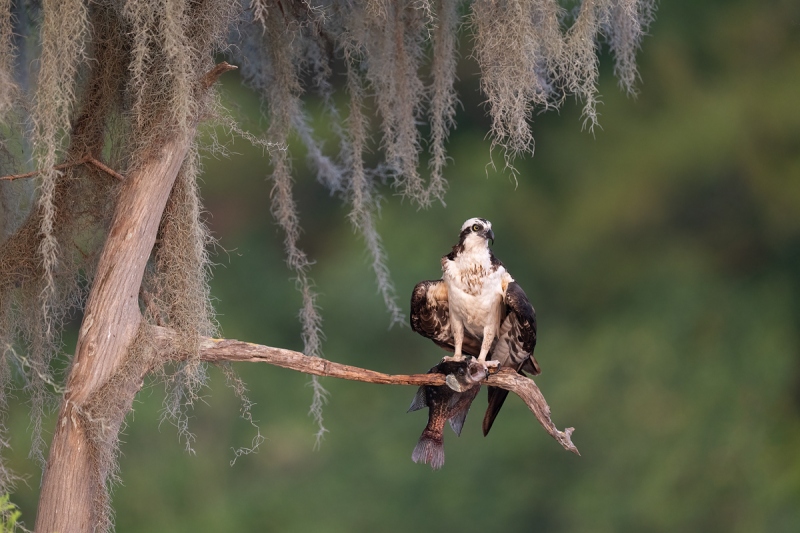 Osprey-with-fish-low-light-_A1B9315-Lake-Blue-Cypress-FL-