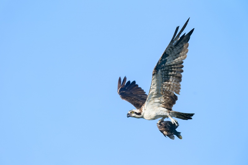 Osprey-with-whole-fish-_A9B3976-Indian-Lake-Estates-FL