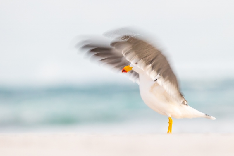 Pacific-Gull