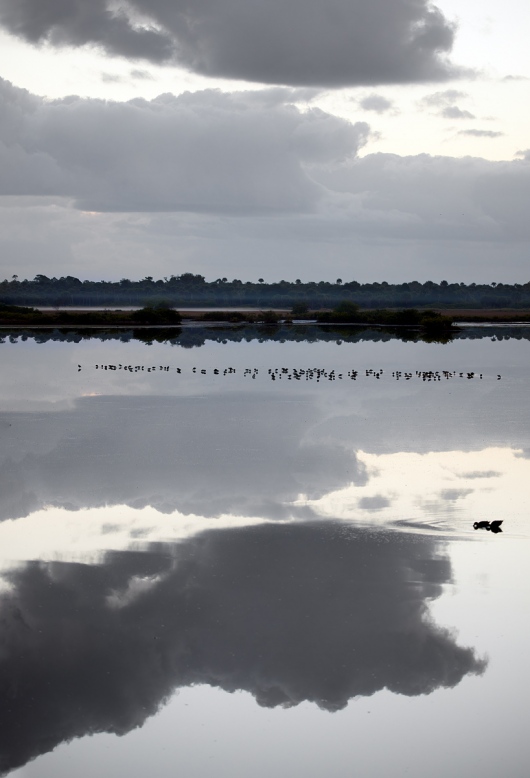 Pewter-bird-scape-BLUE-OUT-_91A0012-Merritt-Island-NWR-FL