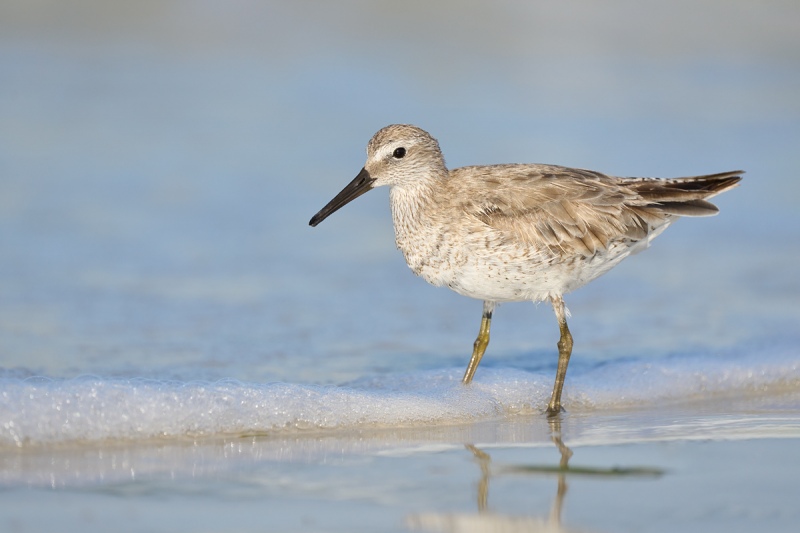 Red-Knot-worn-winter-plumage-_A1B6877-SFort-DeSoto-Park-FL