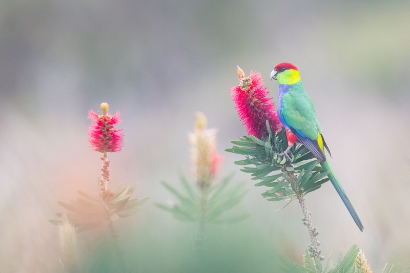 Red-capped-Parrot-on-Bottlebrushes