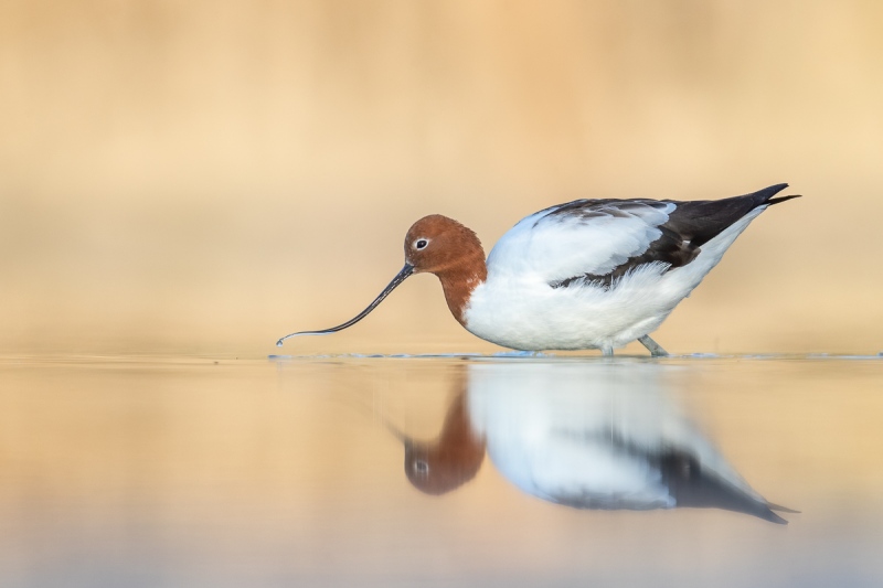 Red-necked-Avocet