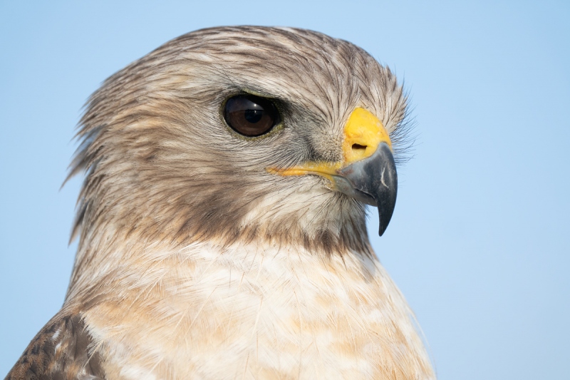 Red-shouldered-Hawk-head-shot-_A1B2022-Lake-Blue-Cypress-FL-