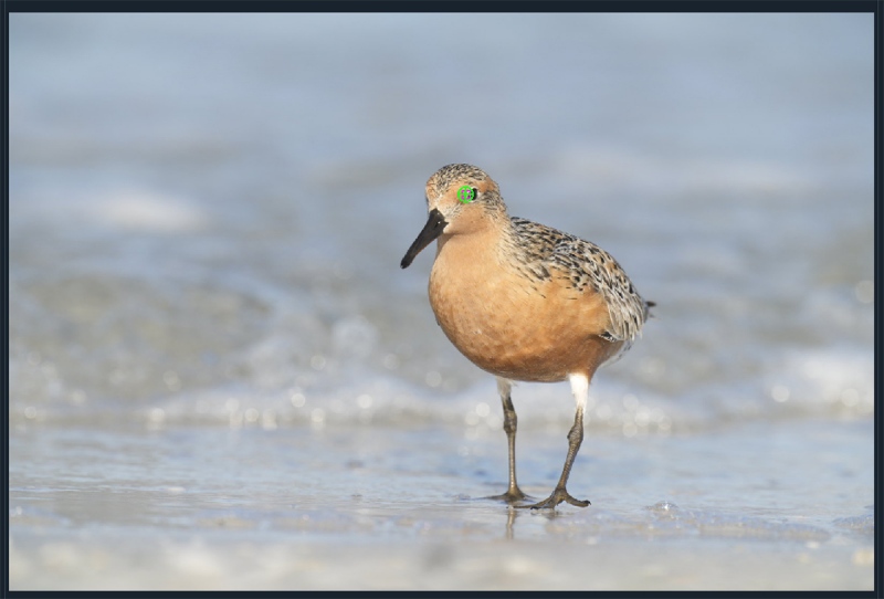 RedKnot-surf-AF-points-1