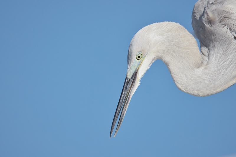 Reddish-Egret-juvenile-_91A3717-ort-DeSoto-Park-Tierra-Verde-FL