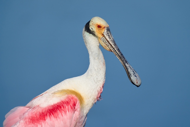 Roseat-Spoonbill-head-and-shldrs-portrait-_DSC2594-Merritt-Island-NWR-FL-1