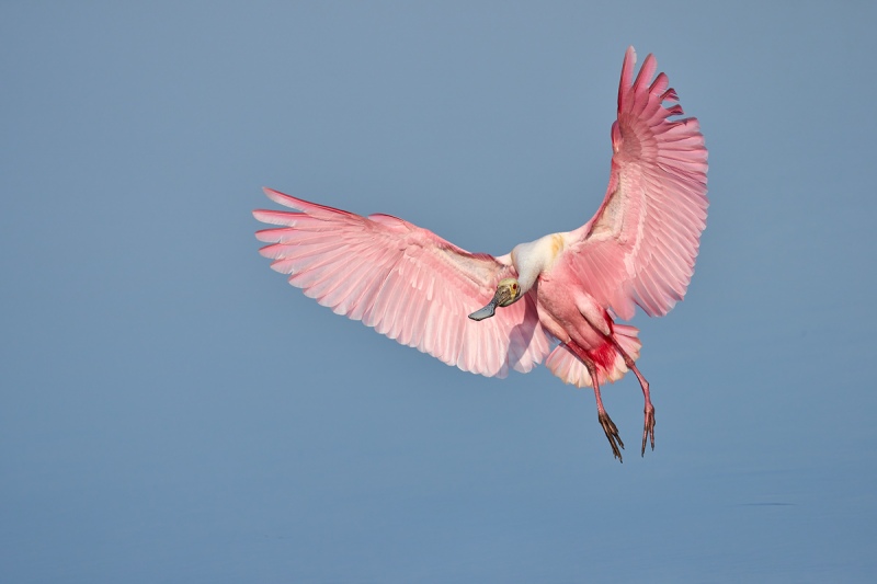 Roseate-Spoobill-incoming-_DSC9150-Stick-Marsh-Melbourne-FL