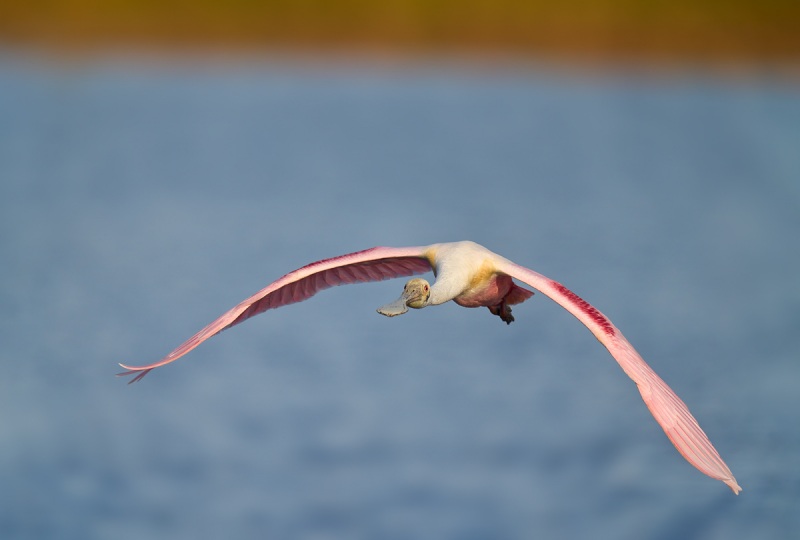 Roseate-Spoonbill-840mm-HH-flight-_DSC9937-Stick-Marsh-Melbourne-FL