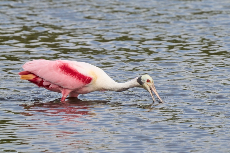 Roseate-Spoonbill-BS-_DSC0510-Merritt-Island-NWR-FL-1