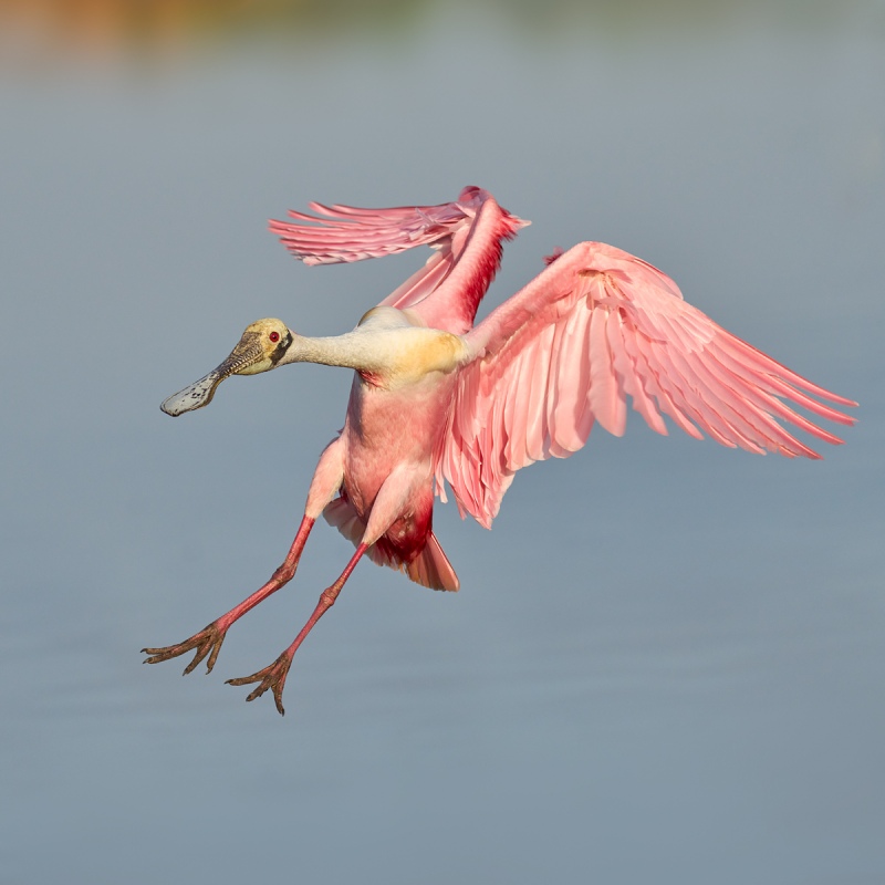 Roseate-Spoonbill-SQ-landing-v_A1A2354-Stick-Marsh-Fellsmere-FL