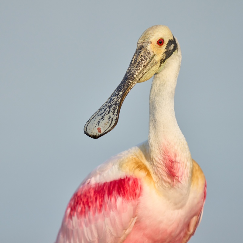 Roseate-Spoonbill-SQ-portrait-_A1A2326-Stick-Marsh-Fellsmere-FL