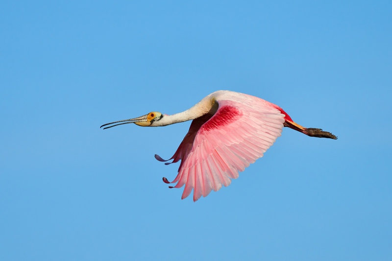 Roseate-Spoonbill-downstroke-flight-_DSC4032Stick-Marsh-Vero-Beach-FL