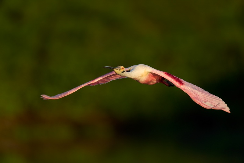 Roseate-Spoonbill-early-morning-flight-_DSC1748-Merritt-Island-NWR-FL-1