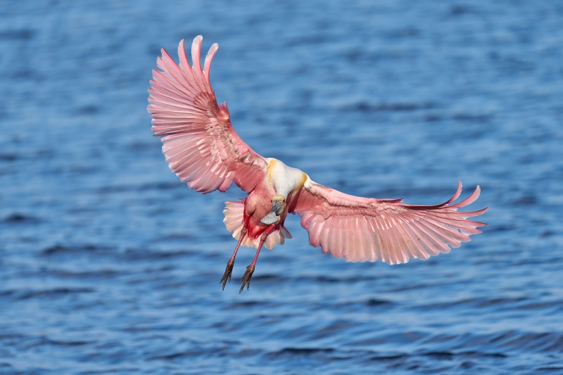 Roseate-Spoonbill-flariing-to-land-_DSC6361-Stick-Marsh-Melbourne-FL