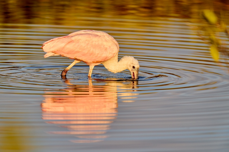 Roseate-Spoonbill-foraging-A-_A9B9518-Merritt-Island-NWR-FL