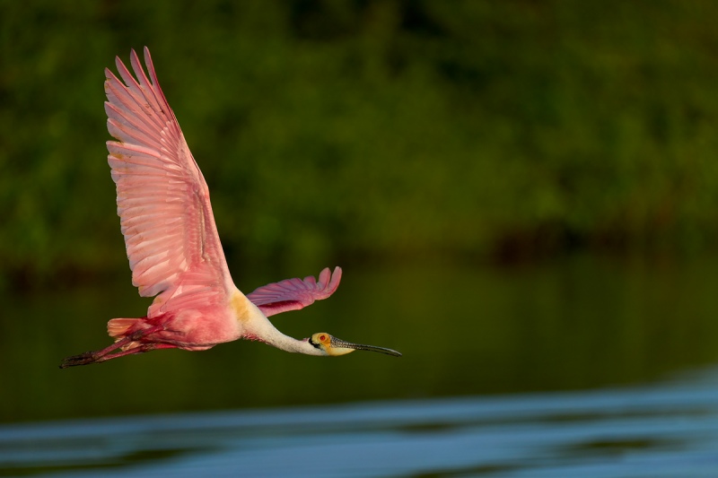 Roseate-Spoonbill-in-flight-_DSC3634Stick-Marsh-Vero-Beach-FL