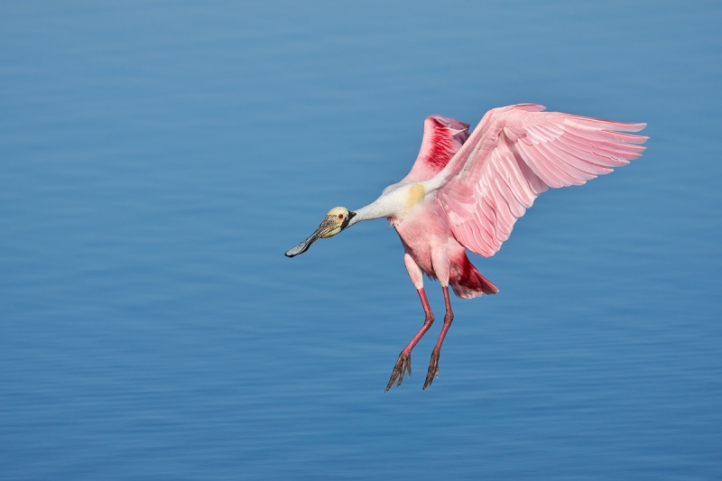 Roseate-Spoonbill-landing-_A1B3917-Stick-Marsh-Fellsmere-FL