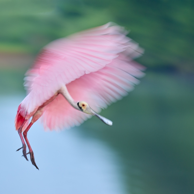 Roseate-Spoonbill-landing-blur-_A1A1778-Stick-Marsh-Fellsmere-FL