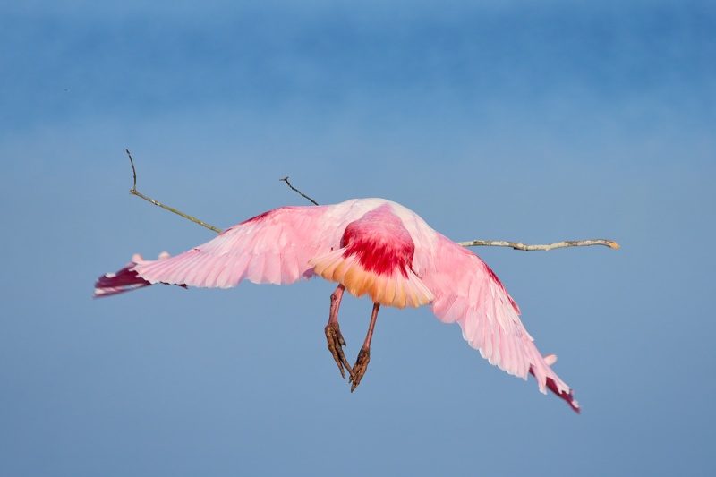 Roseate-Spoonbill-leaving-with-stick-_DSC9226-Stick-Marsh-Melbourne-FL