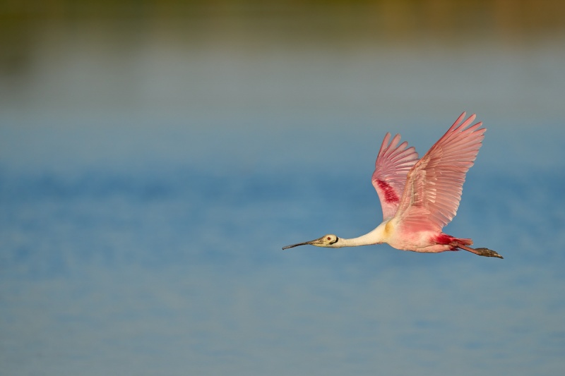 Roseate-Spoonbill-rule-of-thirds-EML-flight-_A1A3844-Stick-Marsh-Fellsmere-FL