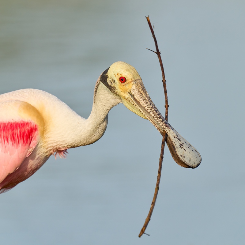 Roseate-Spoonbill-w-stick-SQ-_DSC9857-Stick-Marsh-Melbourne-FL