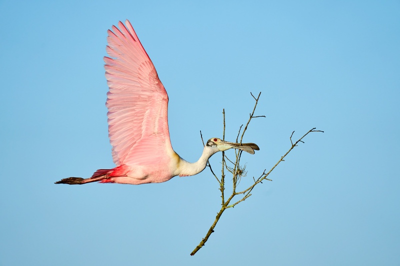 Roseate-Spoonbill-with-big-stick-_A1B0998-Stick-Marsh-Feldsmere-FL-1-1