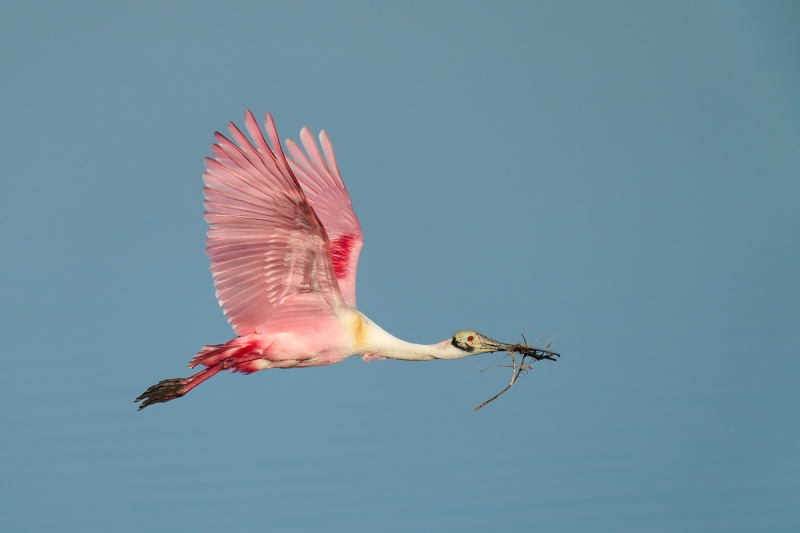 Roseate-Spoonbill-with-nesting-material-_DSC2253-Merritt-Island-NWR-FL-1