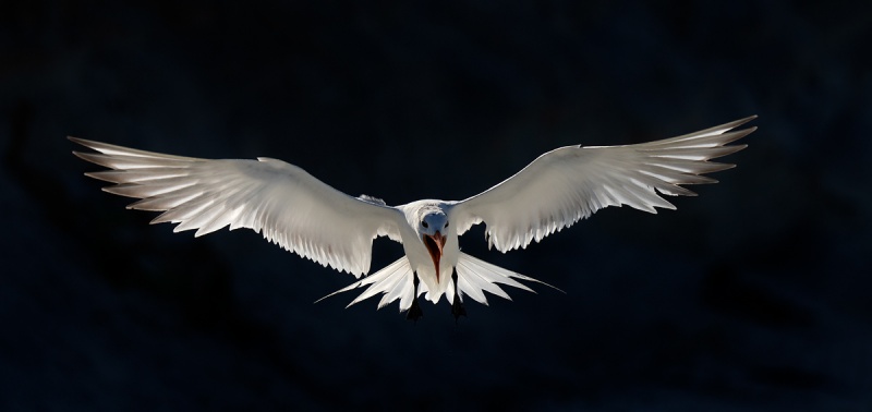 Royal-Tern-backlit-screaming-_A1B8790-Jacksonville-FL