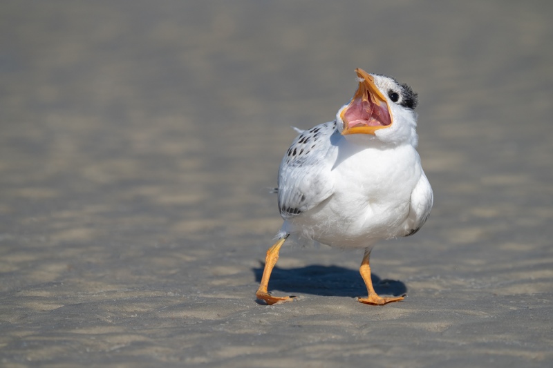 Royal-Tern-chick-begging-_A1B8811-Jacksonville-FL