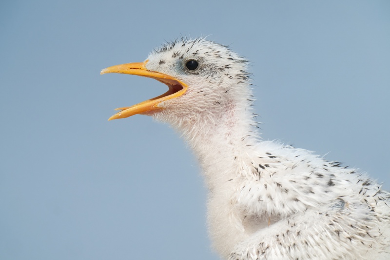 Royal-Tern-chick-begging-head-portrait-_A1B1627-Jacksonville-FL