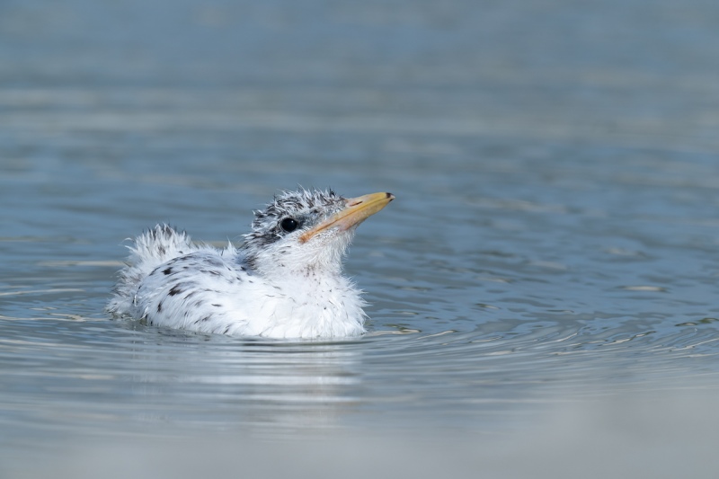 Royal-Tern-chick-swimming-_A1B5746-Jacksonville-FL