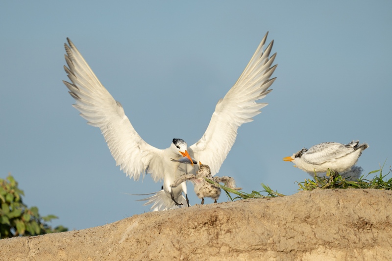 Royal-Tern-feeding-chick-_A1B6377-Jacksonville-FL