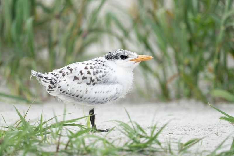 Royal-Tern-large-chick-_A1B3314-Jacksonville-FL