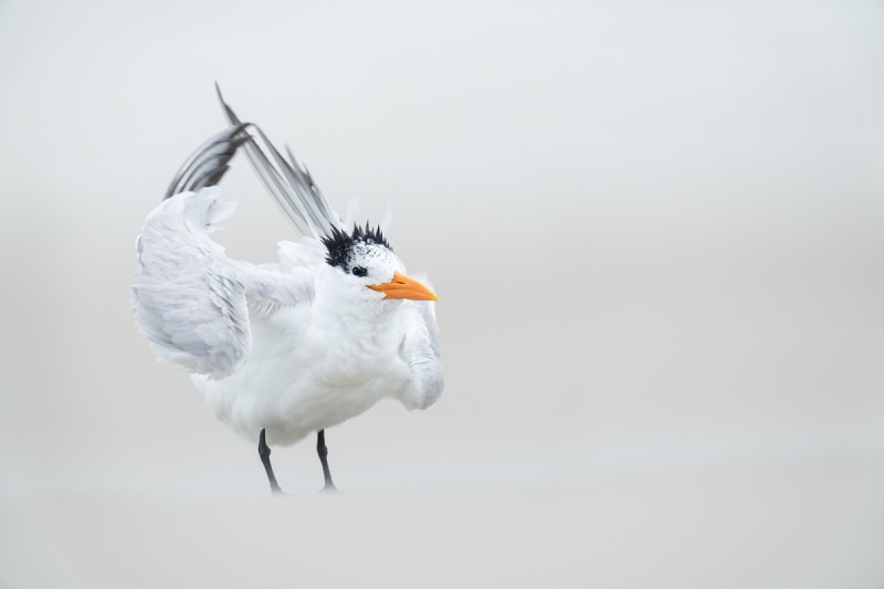 Royal-Tern-ruffling-on-beach-_A1B2977-Jacksonville-FL