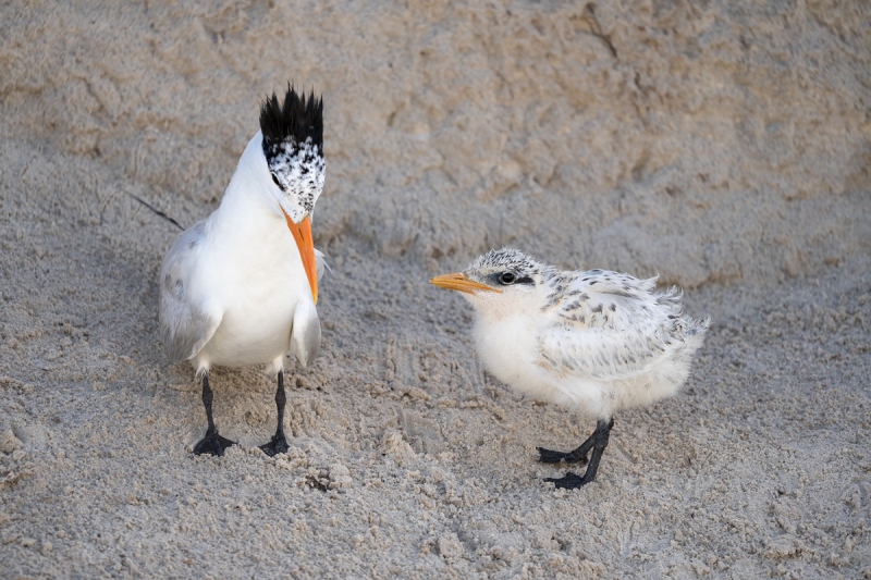 Royal-Tern-with-chick-_A1B6862-Jacksonville-FL