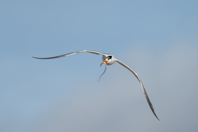 Royal-Tern-with-cutlassfish-scabbardfish-silvery-hairtail-family-Trichiuridae-for-young-_A1B7483-Jacksonville-FL