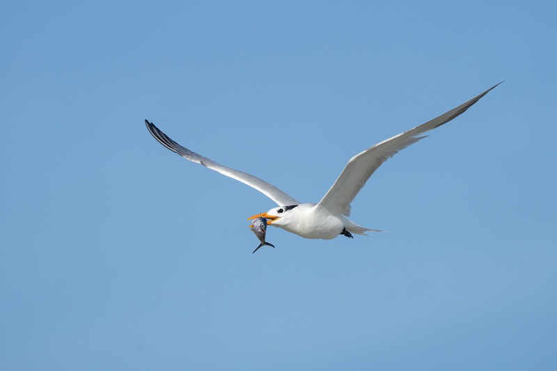 Royal-Tern-with-fish-_A1B9663-Jacksonville-FL